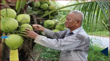 3 أضعاف الأرباح.. زراعة جوز الهند تتفوق على الأرز بكفاءة وربحية مذهلة
